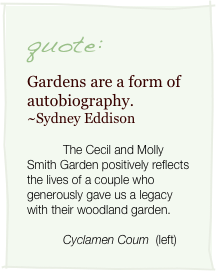 quote:
Gardens are a form of autobiography.  ~Sydney Eddison
The Cecil and Molly Smith Garden positively reflects the lives of a couple who generously gave us a legacy with their woodland garden.

Cyclamen Coum  (left)